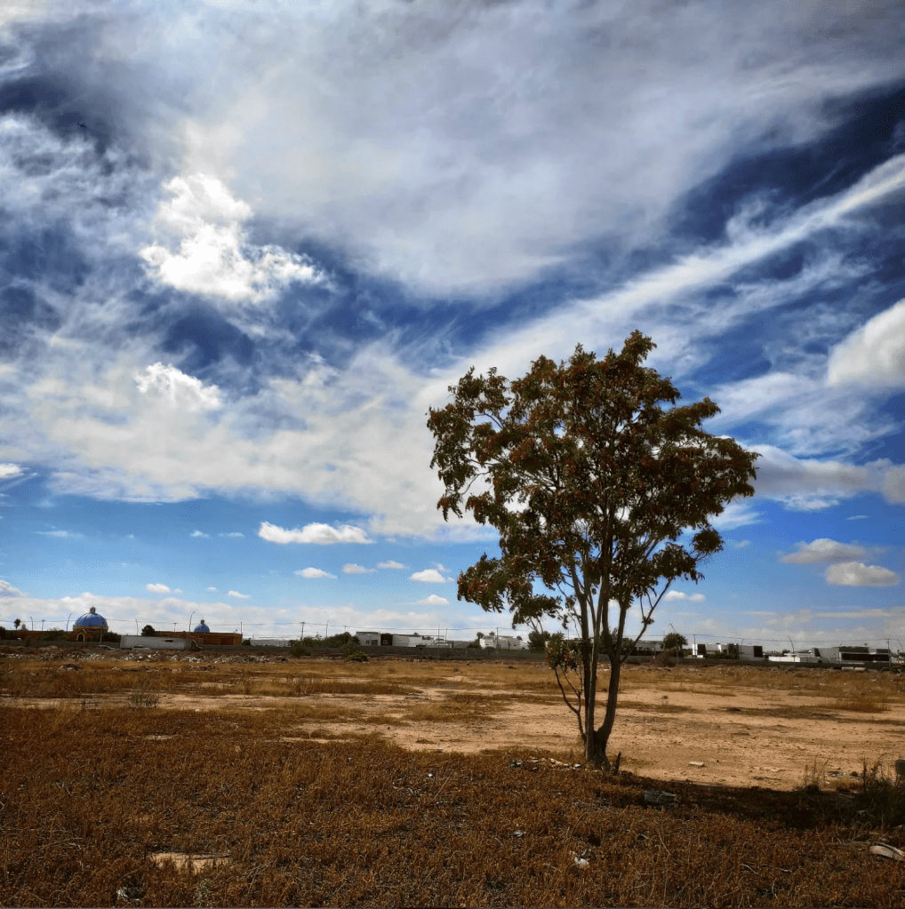 el arbol donde dios puede aparecer